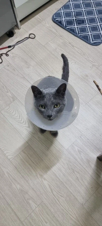 [라온이의 15번째 생일! 15년 압축 돌아보기]_104.webp