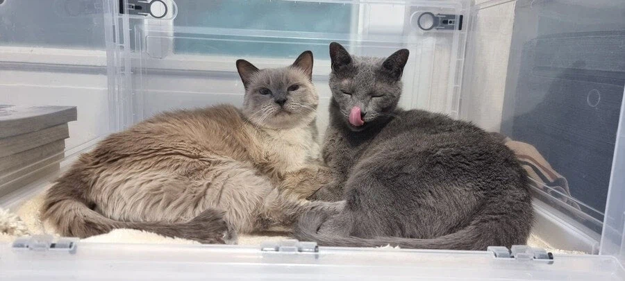 [라온이의 15번째 생일! 15년 압축 돌아보기]_105.webp