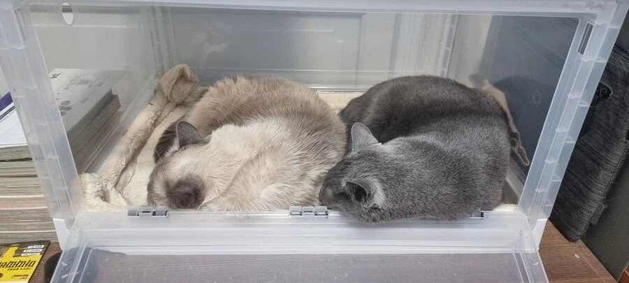 [라온이의 15번째 생일! 15년 압축 돌아보기]_108.webp