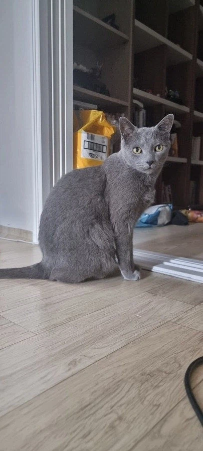 [라온이의 15번째 생일! 15년 압축 돌아보기]_111.webp