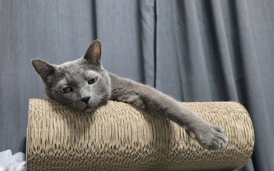 [라온이의 15번째 생일! 15년 압축 돌아보기]_121.webp