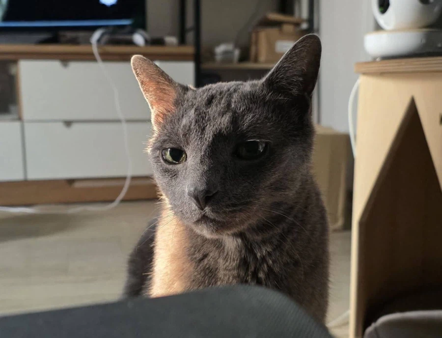 [라온이의 15번째 생일! 15년 압축 돌아보기]_131.webp