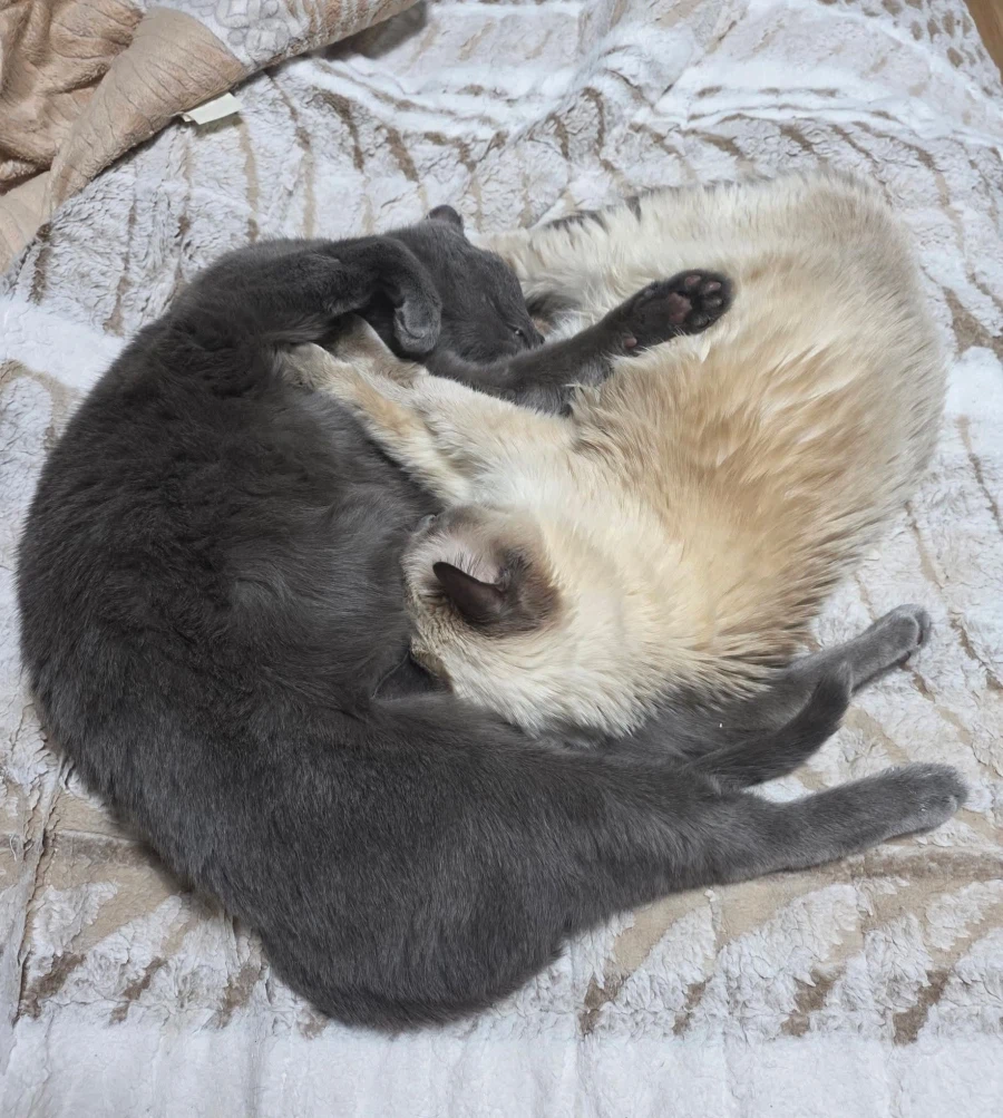 [라온이의 15번째 생일! 15년 압축 돌아보기]_134.webp