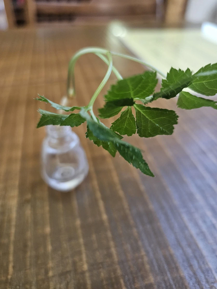 [증평] 쌍화차 좋아하세요? 우리의땅 쌍화차 전문점_15.webp