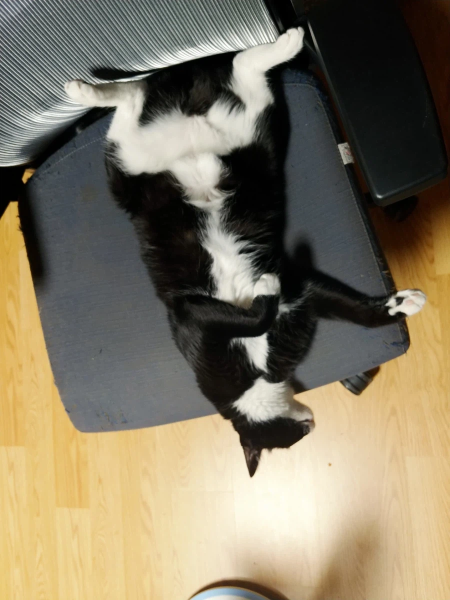 퇴근하고 와서 가입하고 정성스럽게 고양이 글 올리기_2.webp