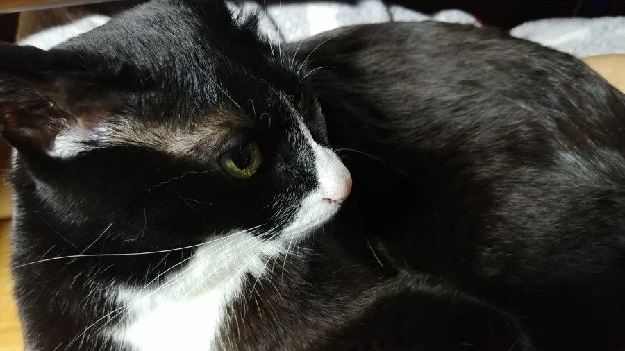 퇴근하고 와서 가입하고 정성스럽게 고양이 글 올리기_3.webp