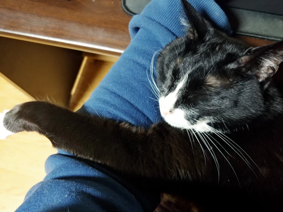 퇴근하고 와서 가입하고 정성스럽게 고양이 글 올리기_6.webp