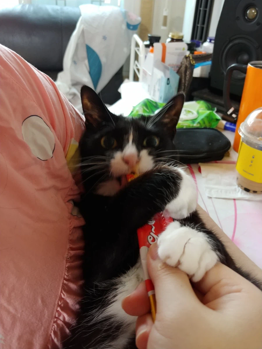 퇴근하고 와서 가입하고 정성스럽게 고양이 글 올리기_7.webp