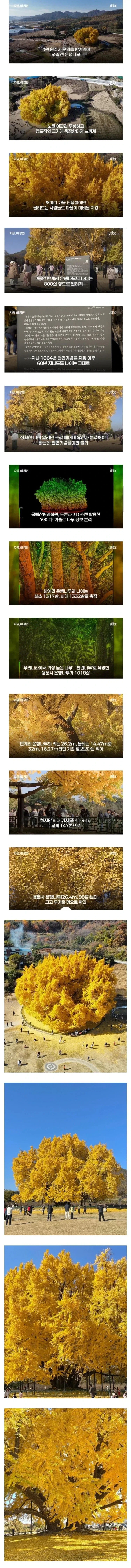 800살이라 알려진 반계리 은행나무 나이는 거짓.jpg_1.webp