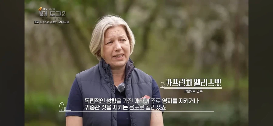 늑대도 잡는다는 최강의 개_5.webp