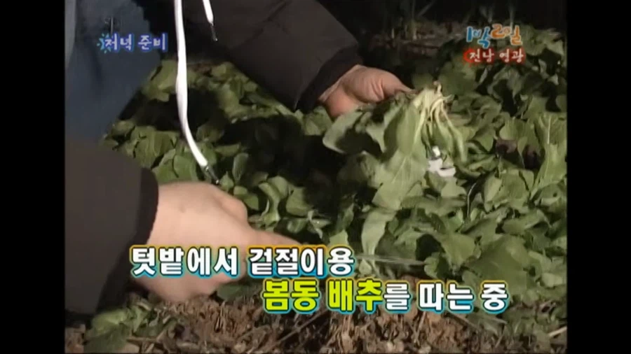 원조 봄동비빔밥으로 피터지게 싸우는 사람이 많았나봐_1.webp