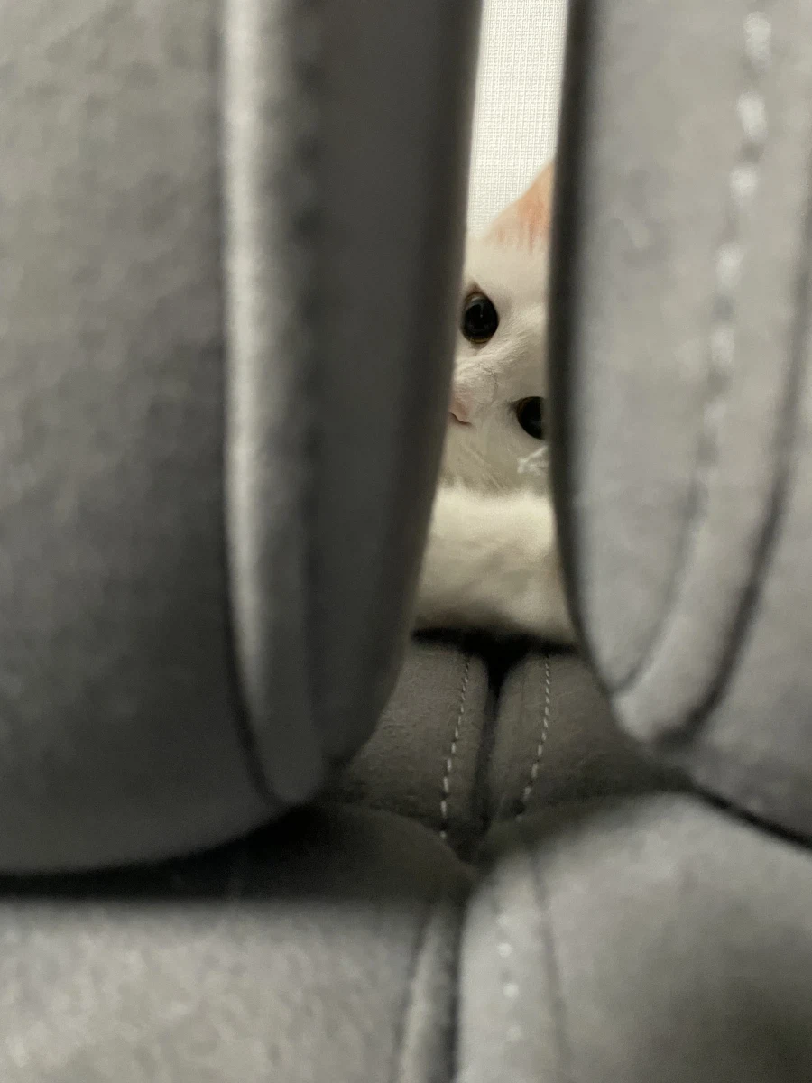 야심한 밤 좋은걸 보여주지_5.webp