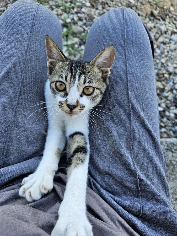 우리집 개냥이 2년전과 현재 모습_2.webp