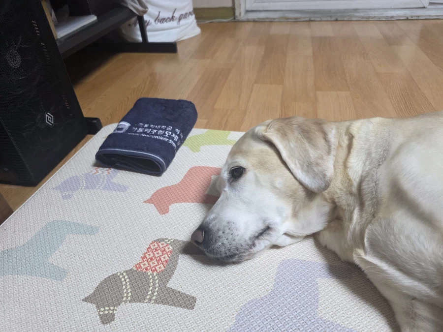 야밤에 강아지 자랑._5.webp