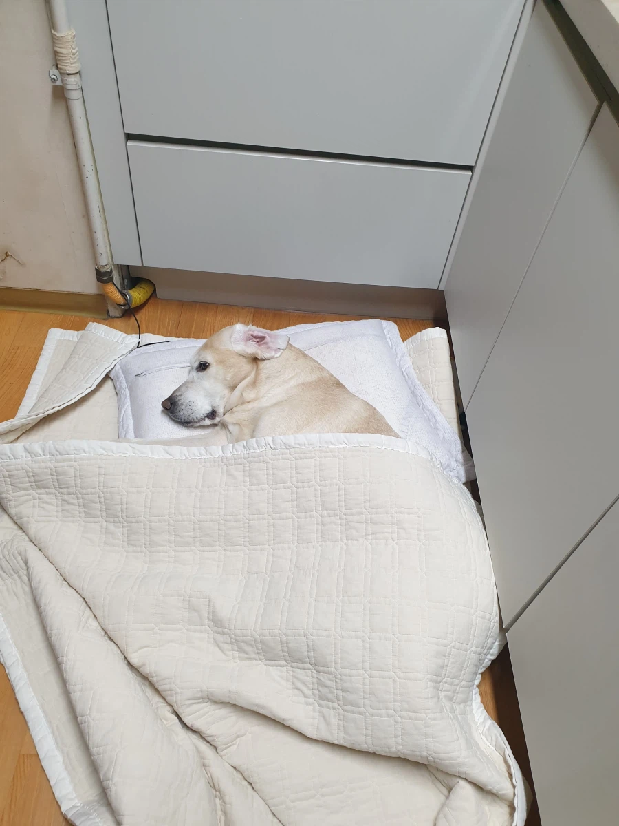 야밤에 강아지 자랑._7.webp