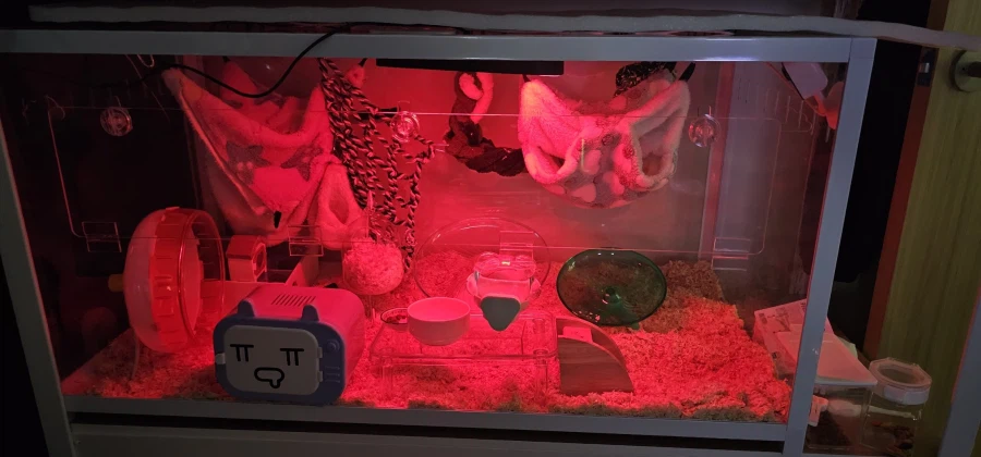 후 드디어 케이지 전체청소했네_1.webp