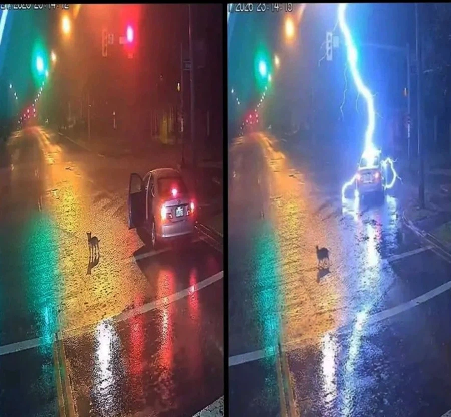 강아지 버린 주인 그 순간 날벼락 맞아_1.webp