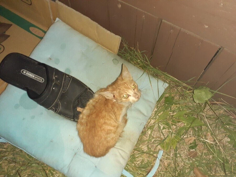 어떤 유게이의 구안와사 걸렸던 고양이_2.webp