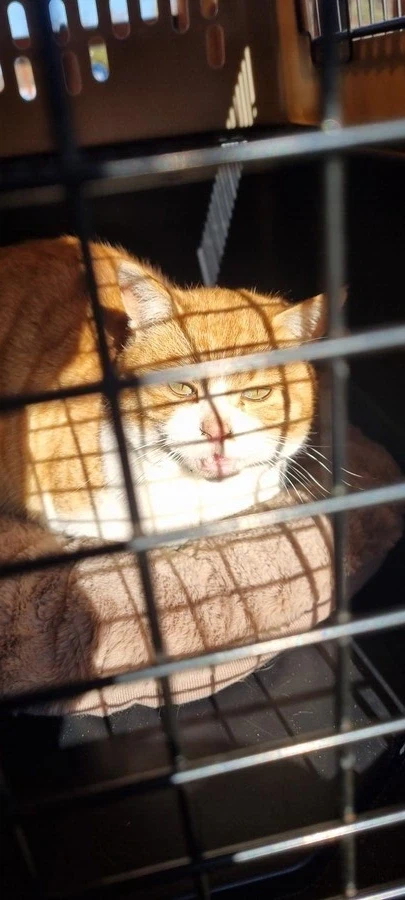 어떤 유게이의 구안와사 걸렸던 고양이_8.webp