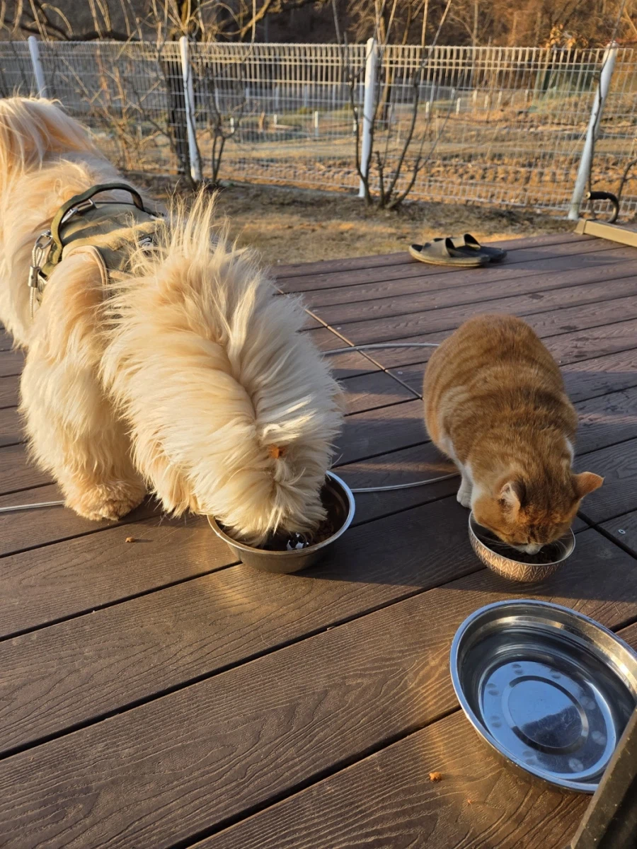 어떤 유게이의 구안와사 걸렸던 고양이_17.webp