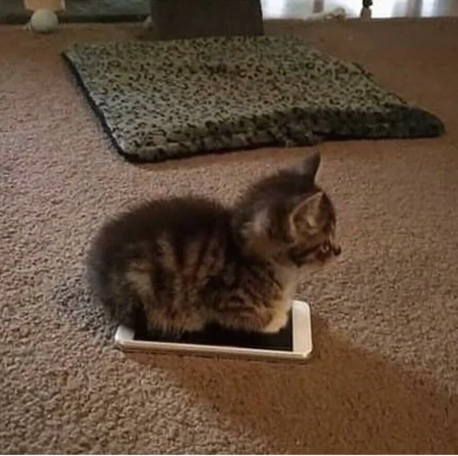 무선충전중인 애기고양이_1.webp