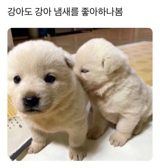 의외로 강아지도 좋아하는 것_1.webp