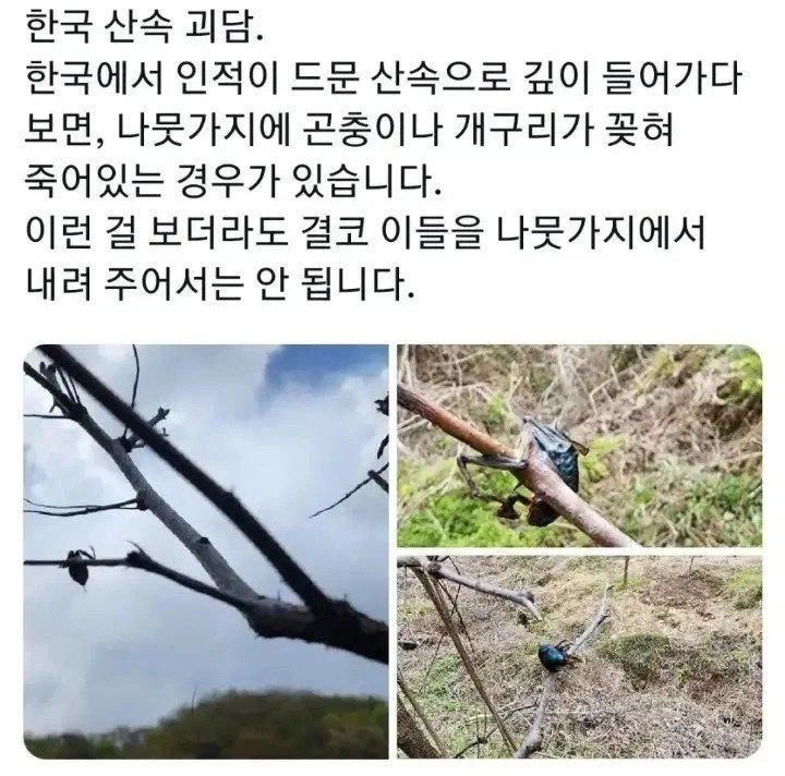 한국 산속 괴담) 나무에 꽂혀있는 무언가를 봐도 놀라지마세요_1.webp