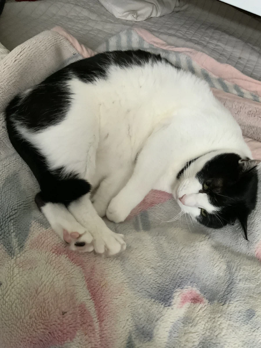 우리집 고양이가 귀여운 이유_7.webp