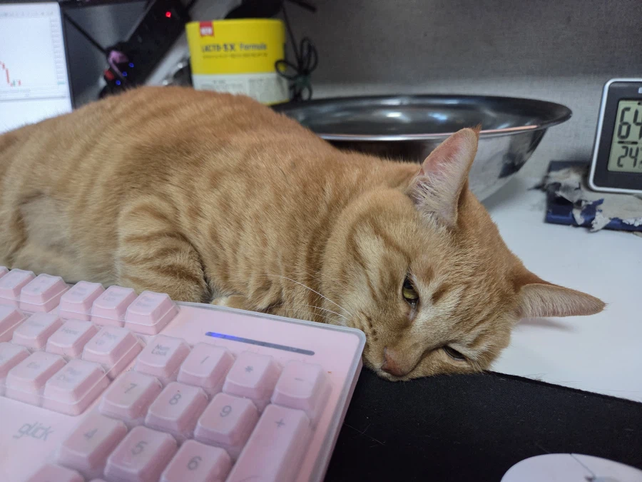 고양이가 자꾸 앵김_1.webp