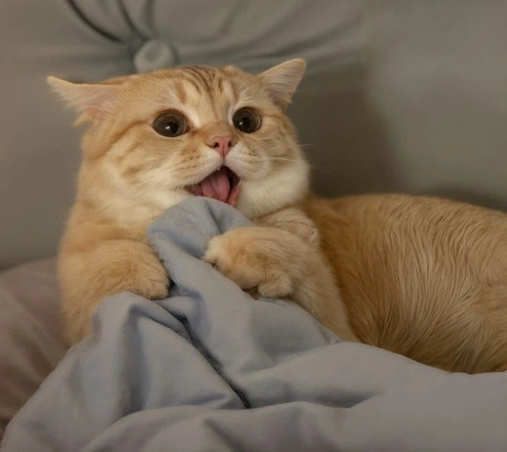 근데 붉은사막 언제 열림?_1.webp