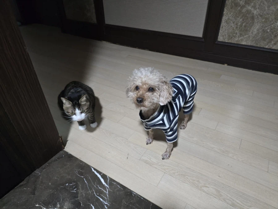 나가면거 사진 깡아지랑 꼬앵이 찍었는데 비주얼 무엇..._1.webp