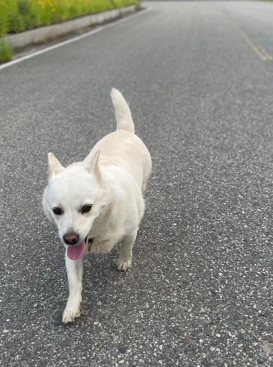 동네 아주머니가 우리 개보고 "쌀개"라고 함.jpg_2.webp