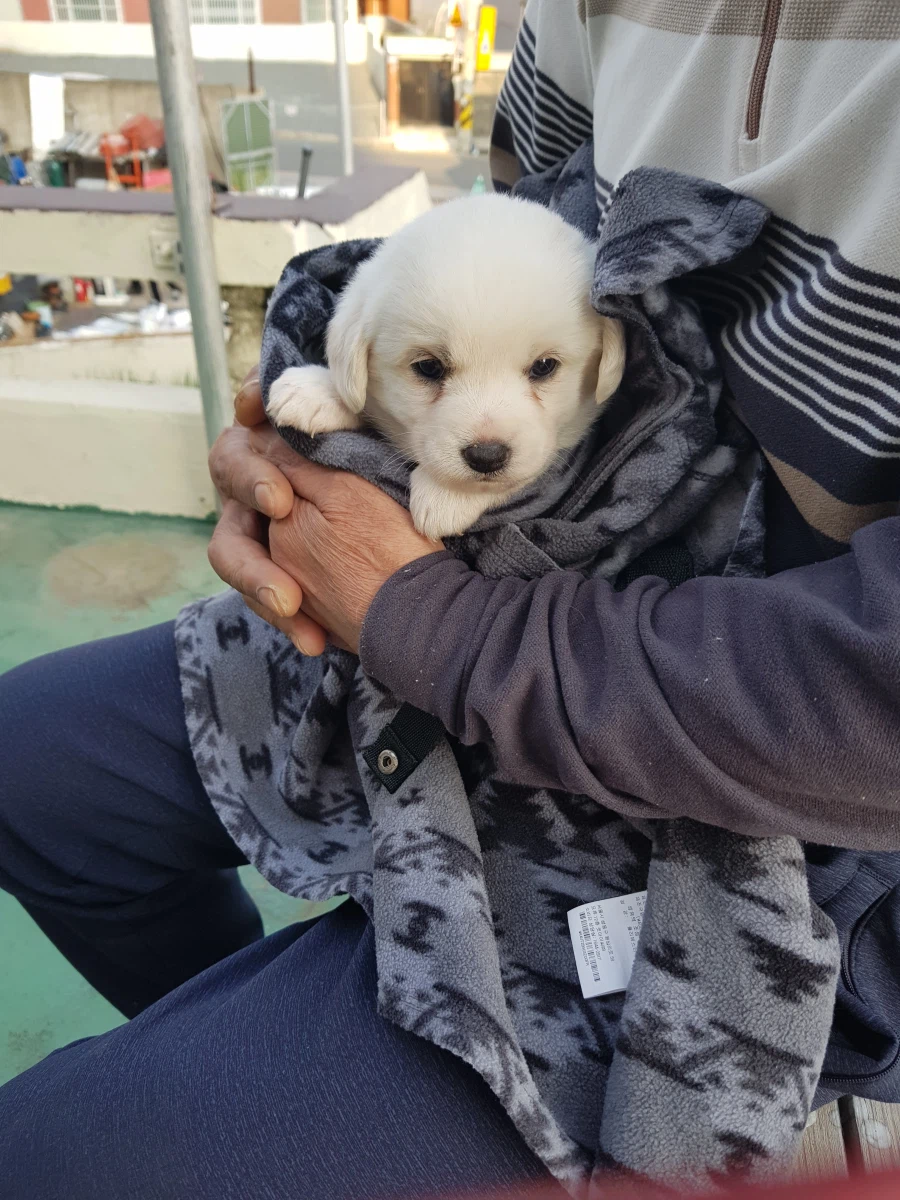 6주정도 된 똘이인데 얘 간식주면 안되나요_1.webp