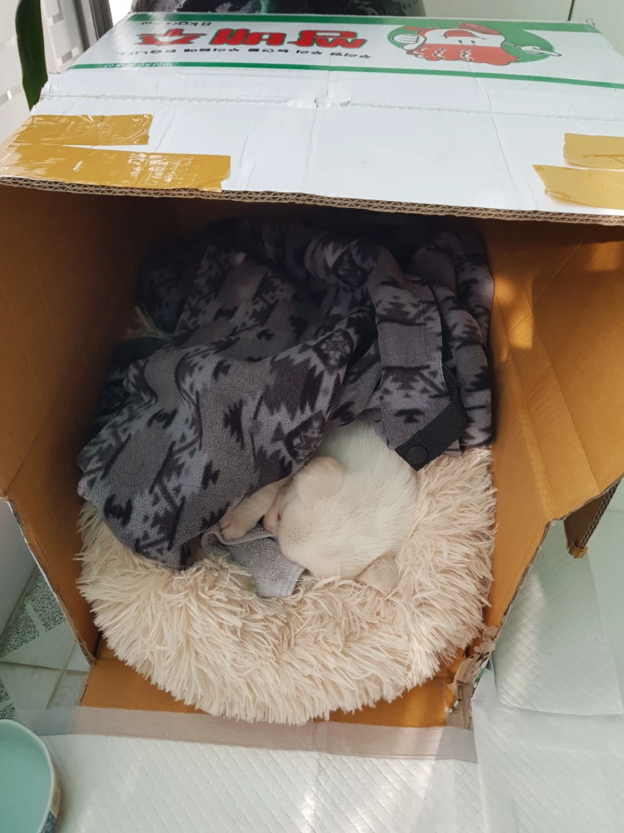 6주정도 된 똘이인데 얘 간식주면 안되나요_2.webp