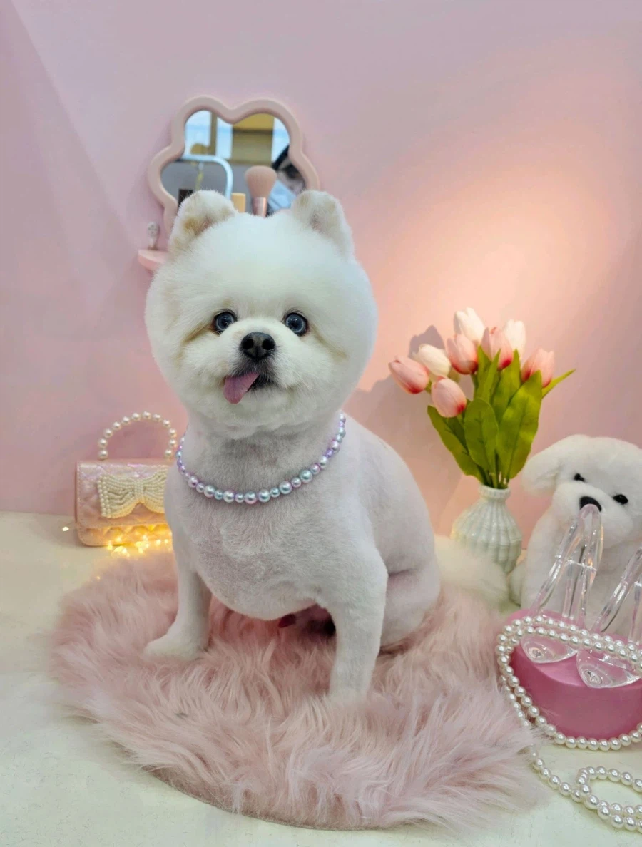 개는 역시 털빨인 이유_4.webp