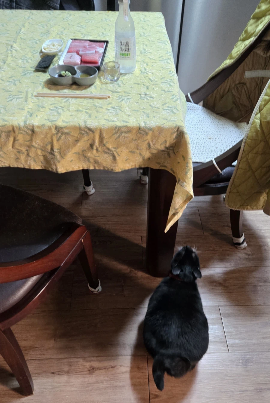 야옹이랑 먹는 참치회_2.webp