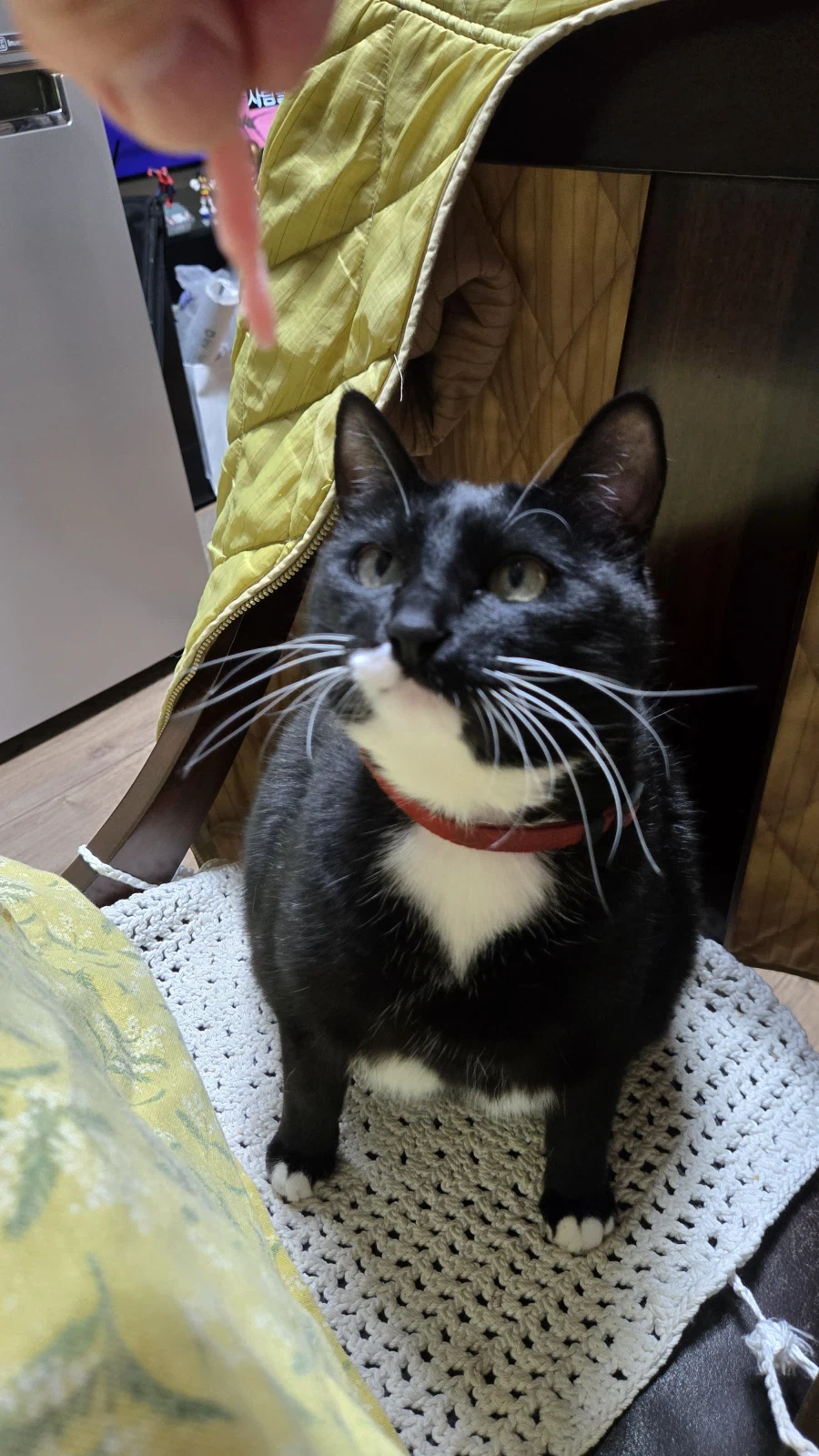 야옹이랑 먹는 참치회_16.webp