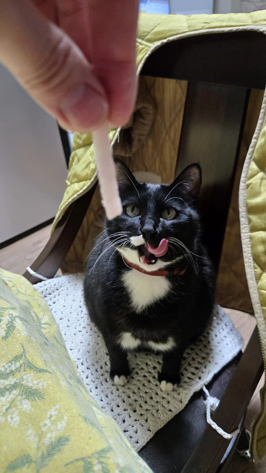 야옹이랑 먹는 참치회_18.webp