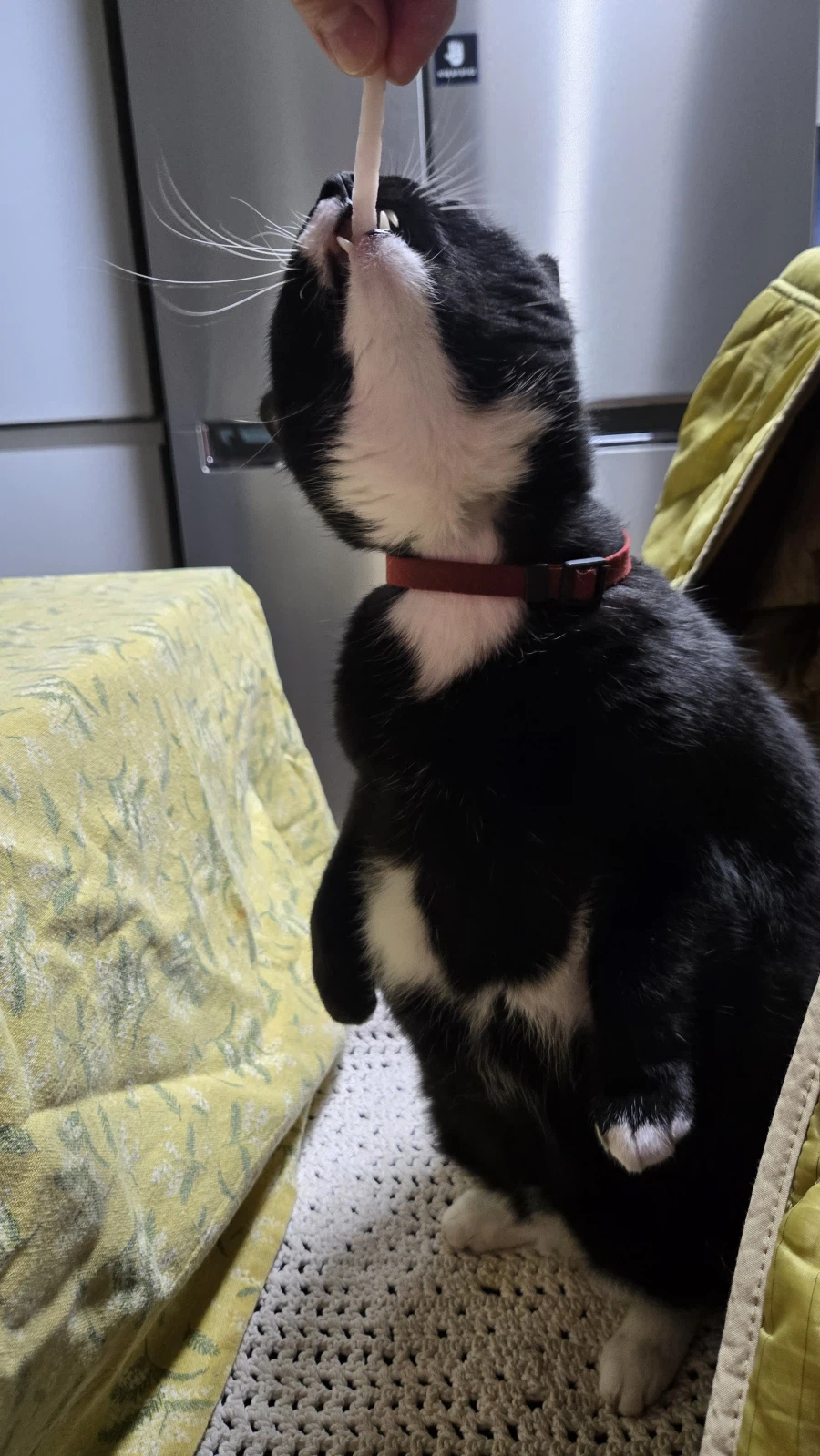 야옹이랑 먹는 참치회_19.webp