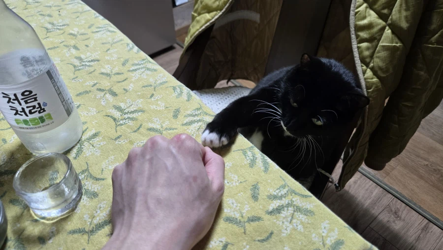 야옹이랑 먹는 참치회_21.webp