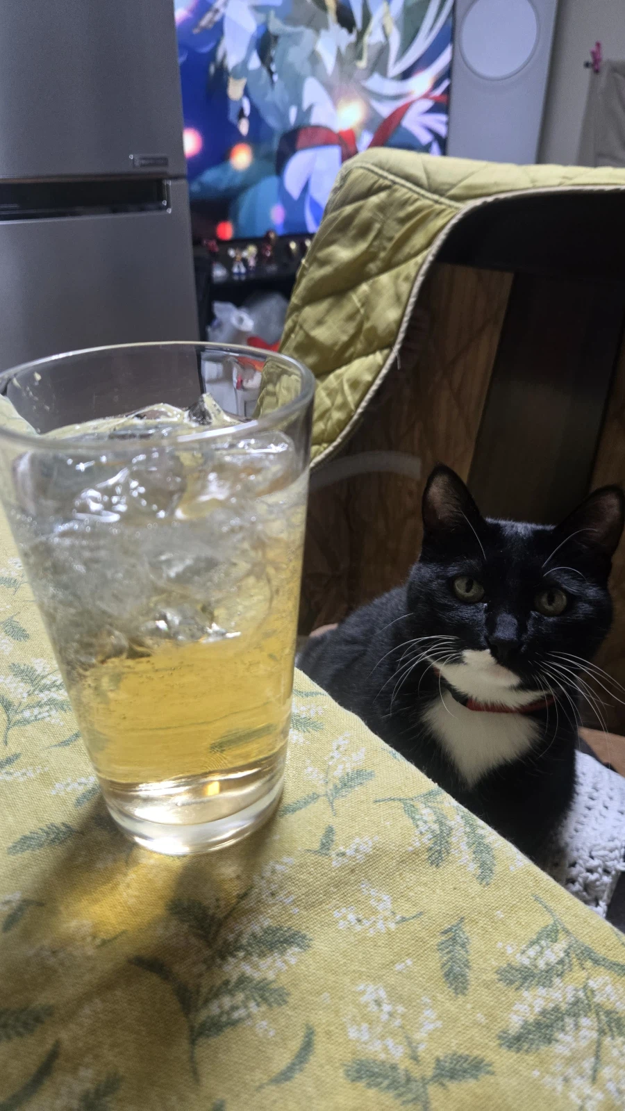 야옹이랑 먹는 참치회_23.webp