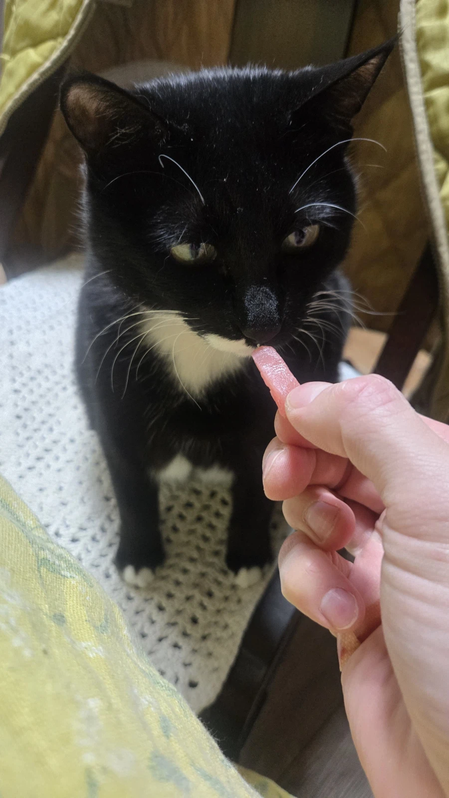 야옹이랑 먹는 참치회_24.webp