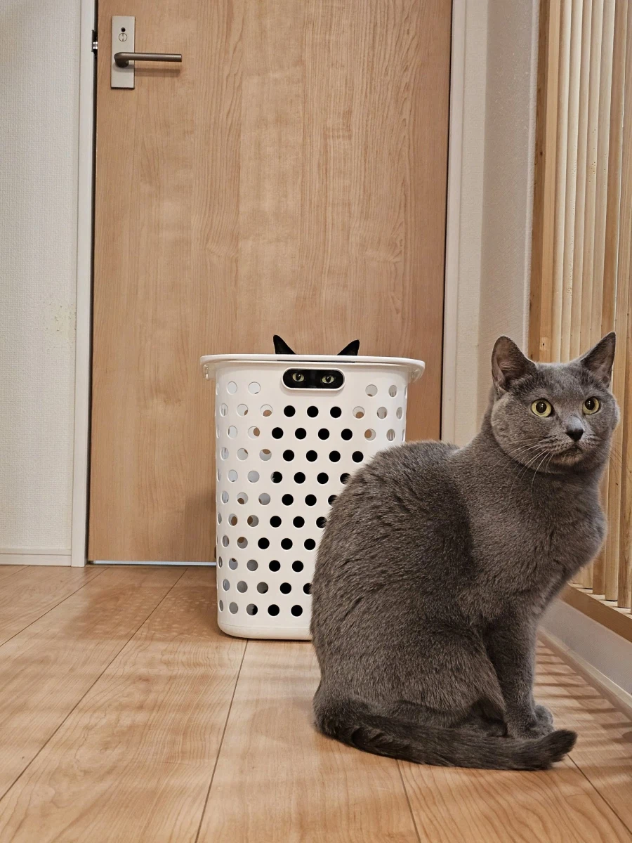 Q : 다음 사진에 찍혀있는 떼걸룩은 몇 마리인가?_1.webp