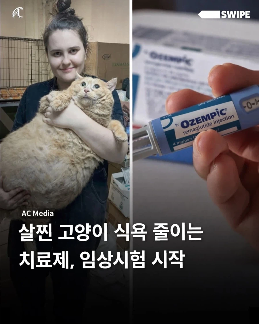 비만 고양이를 위한 묘운자로 임상중_1.webp