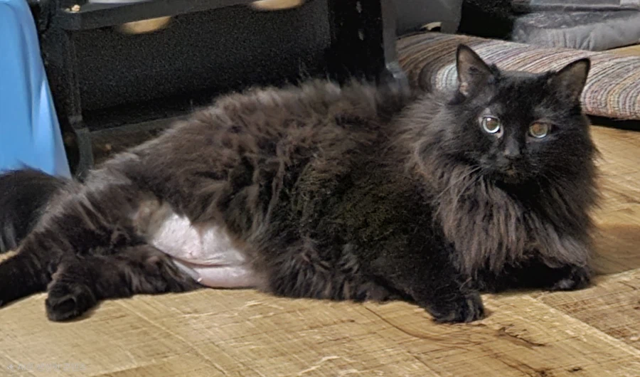 검은 고양이 웰씨_4.webp