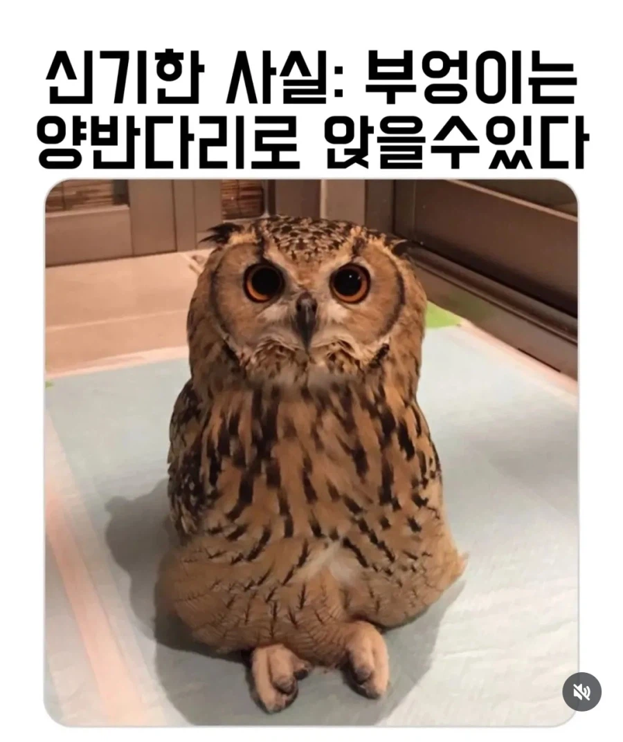 부엉이는 사실_1.webp