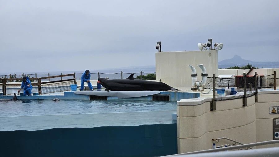 [일본]오키나와 동파육 라후테 / 회정식 외_3.webp