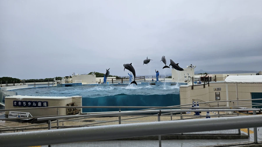 [일본]오키나와 동파육 라후테 / 회정식 외_4.webp