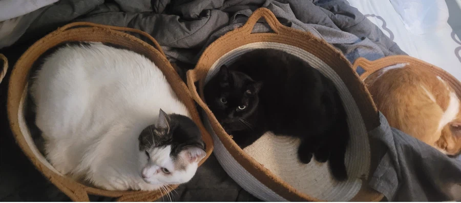 고양이의 사회화_2.webp