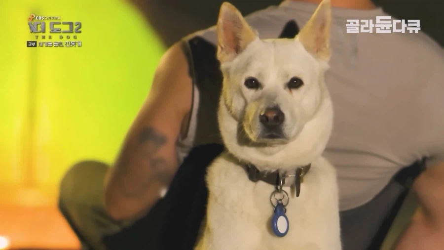 미국인이 키우는 진돗개의 위엄_19.webp